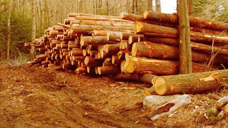 how-pakistan-can-defeat-the-timber-mafia-and-secure-its-climate-humdard-news