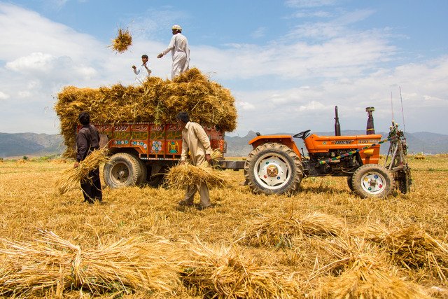 pakistani-farmers